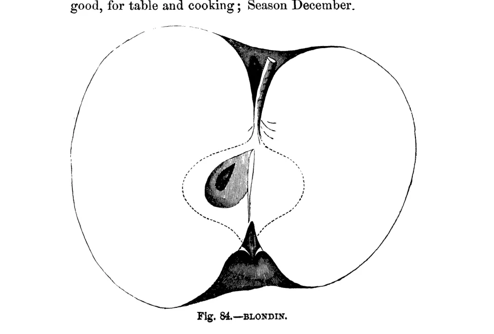 Illustration of Blondin
