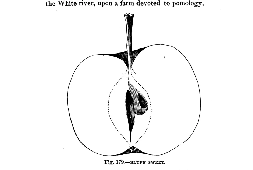 Illustration of Bluff Sweet