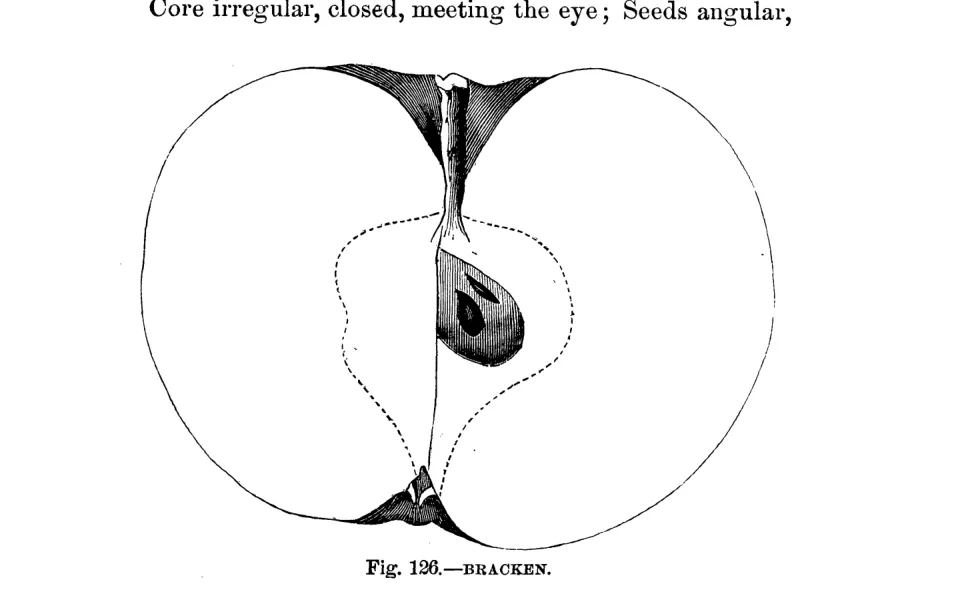 Illustration of Bracken