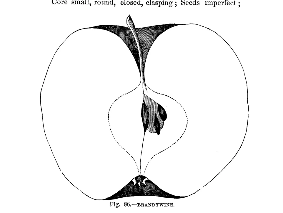 Illustration of Brandywine