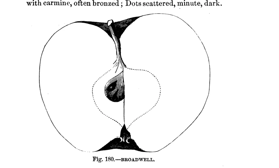 Illustration from Warder, American Pomology: Apples (1867)