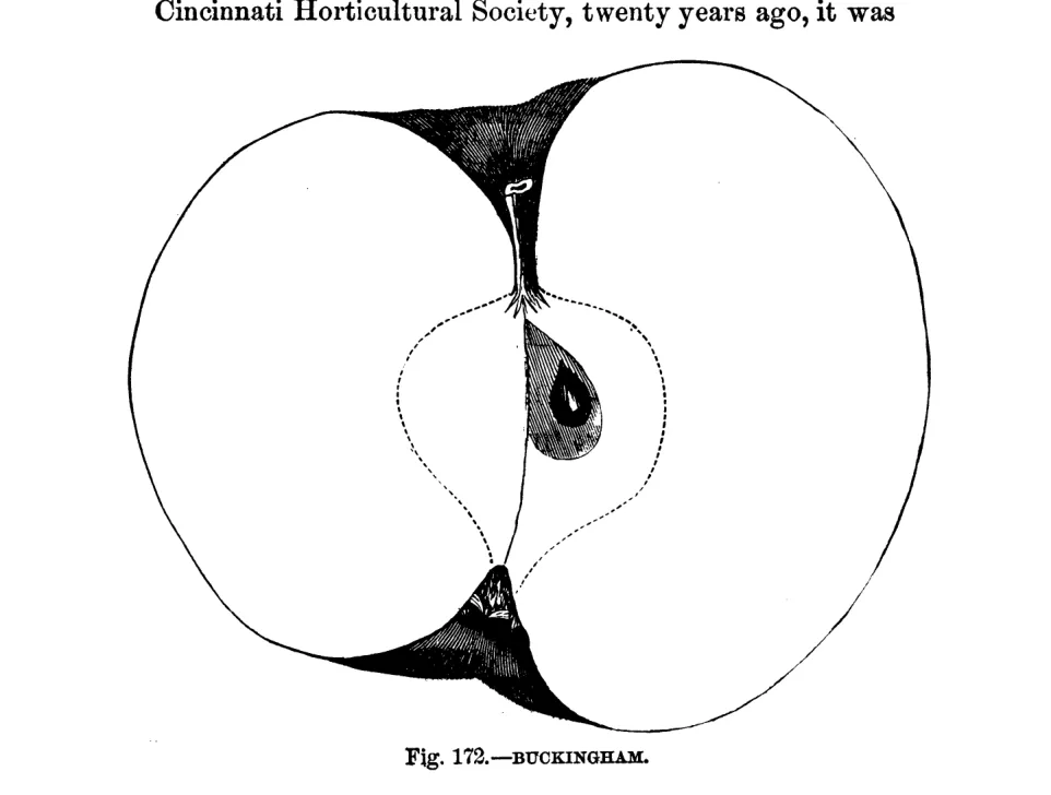 Illustration from Warder, American Pomology: Apples (1867)