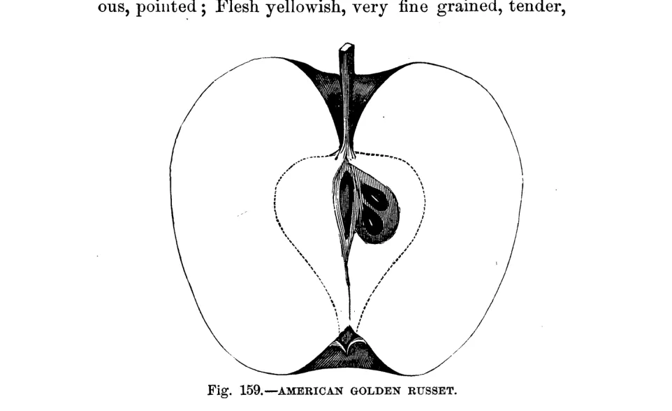 Illustration from Warder, American Pomology: Apples (1867)