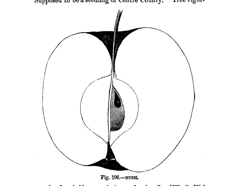 Illustration of Bush