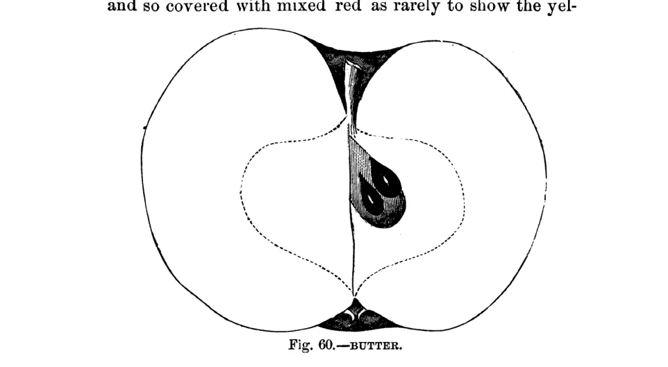 Illustration of Butter