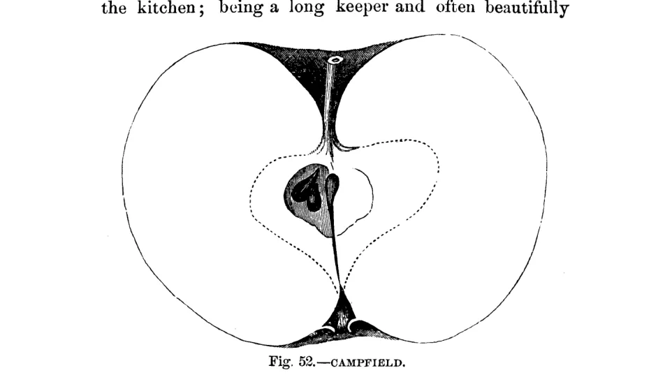 Illustration of Campfield