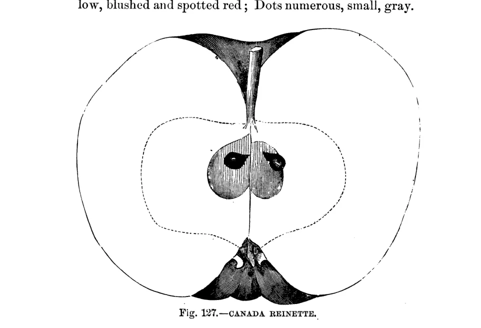 Illustration from Warder, American Pomology: Apples (1867)