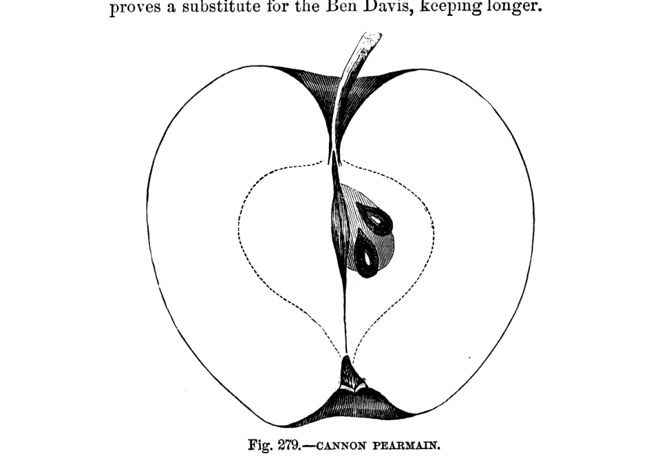 Illustration from Warder, American Pomology: Apples (1867)