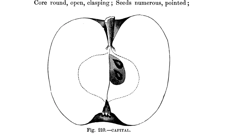 Illustration of Capital