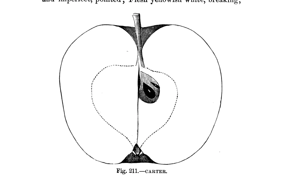 Illustration of Carter