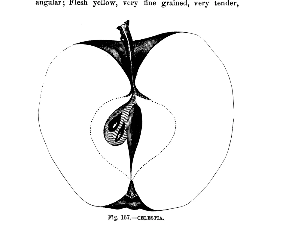 Illustration from Warder, American Pomology: Apples (1867)