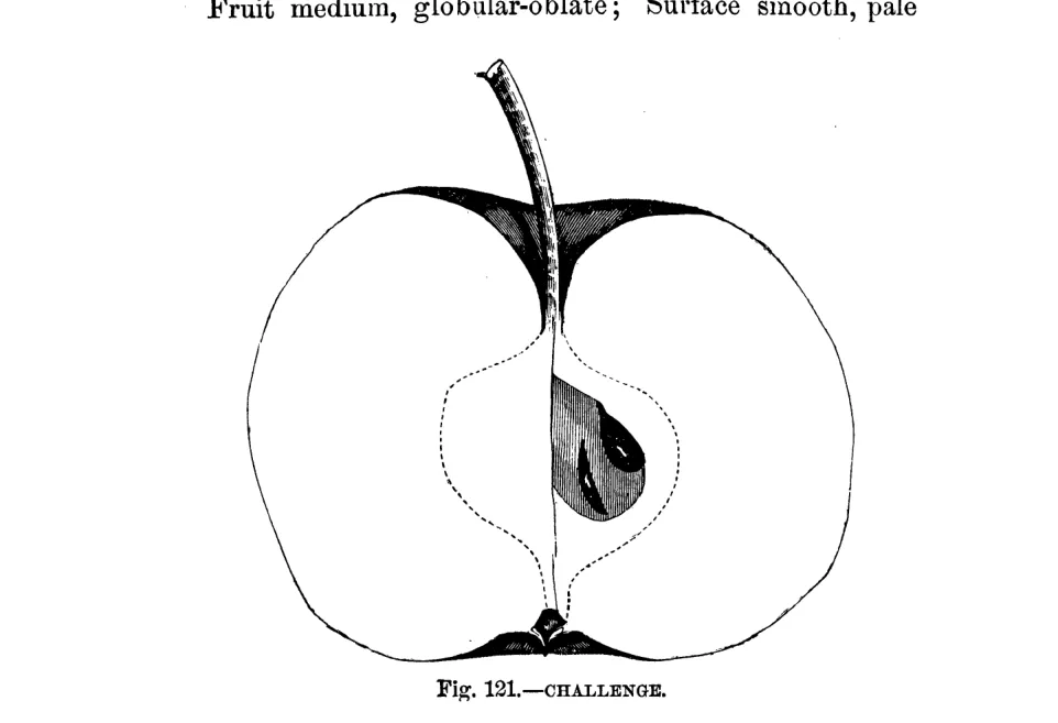 Illustration of Challenge