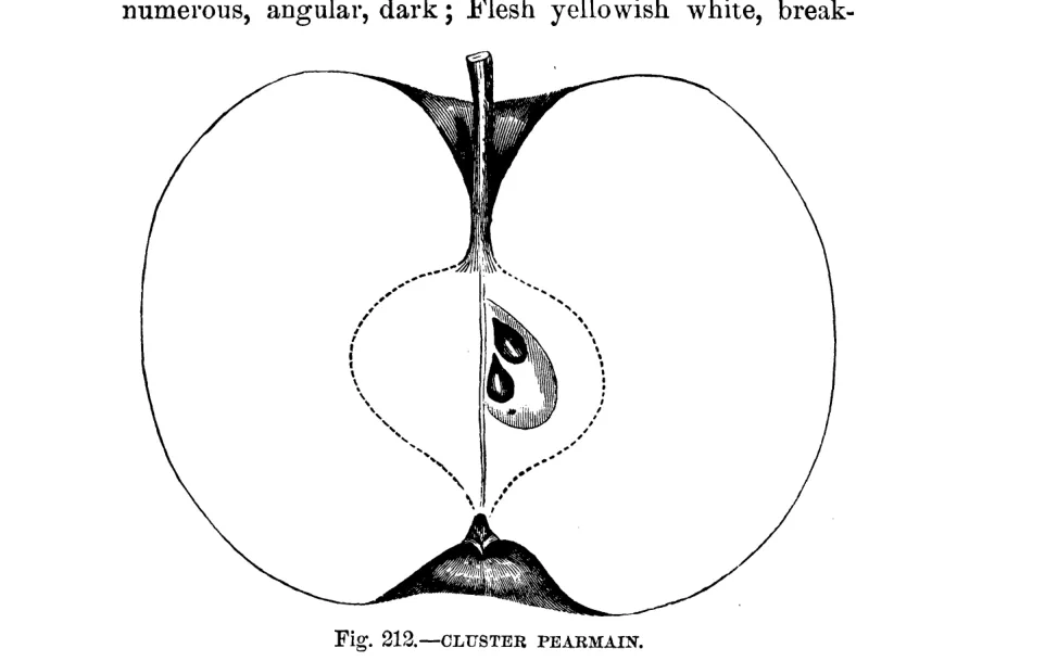 Illustration from Warder, American Pomology: Apples (1867)