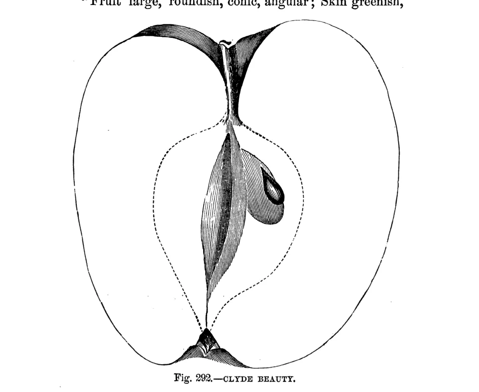 Illustration of Clyde