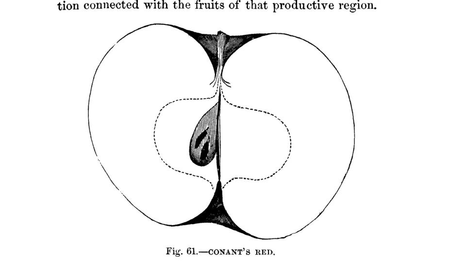 Illustration of Conant's Red