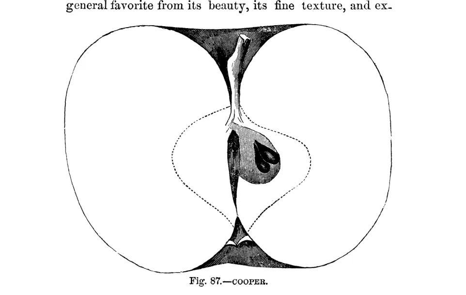 Illustration from Warder, American Pomology: Apples (1867)