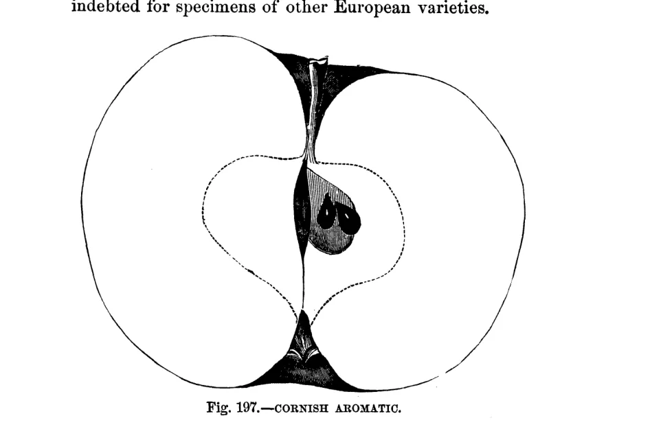 Illustration of Cornish Aromatic