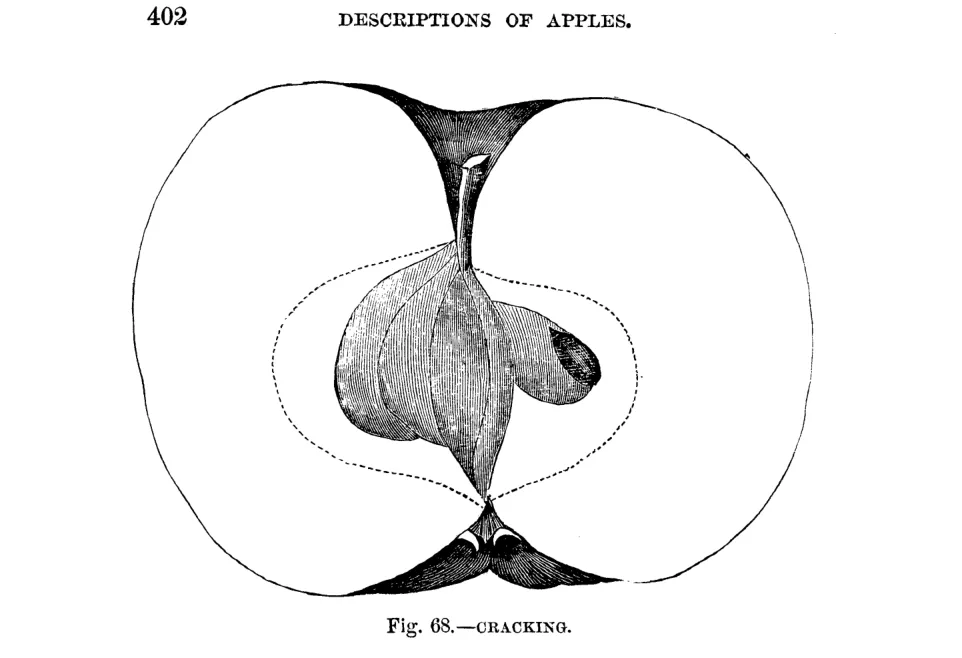 Illustration of Cracking