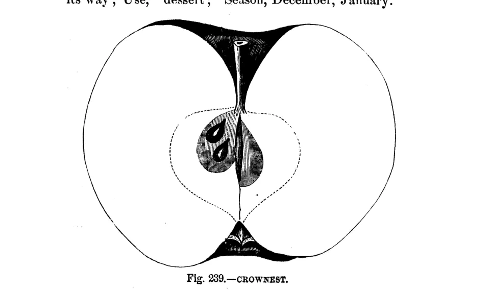 Illustration of Crow Nest