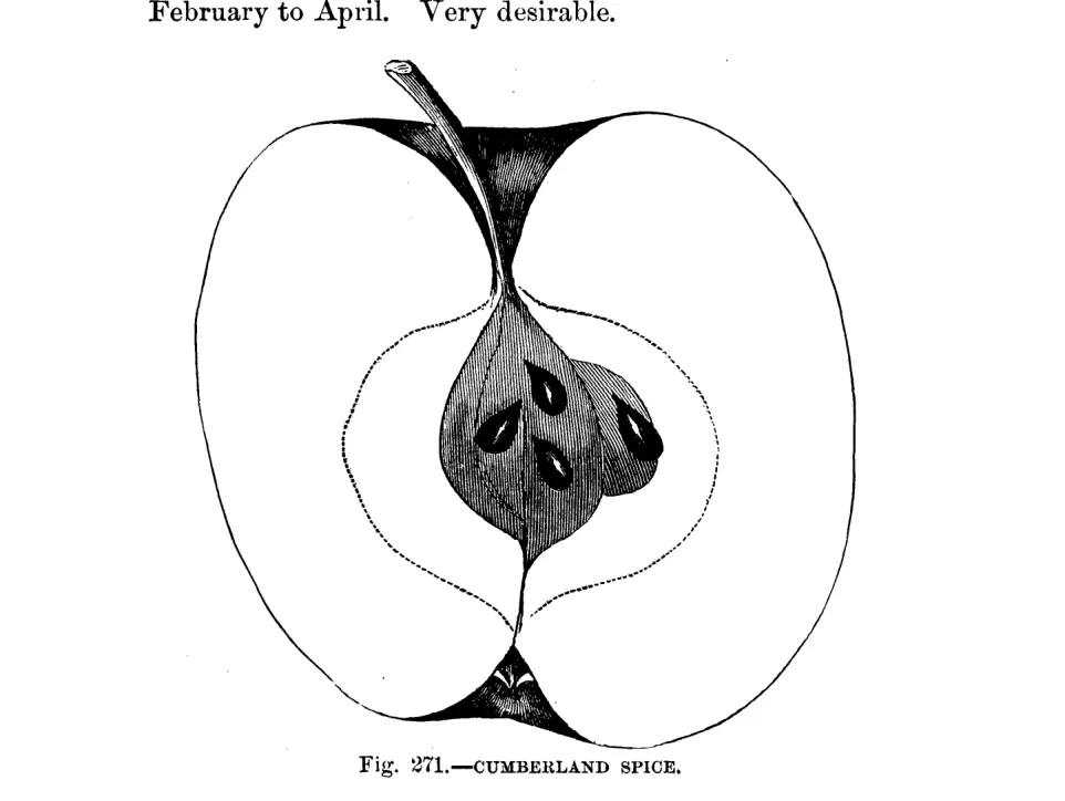 Illustration from Warder, American Pomology: Apples (1867)