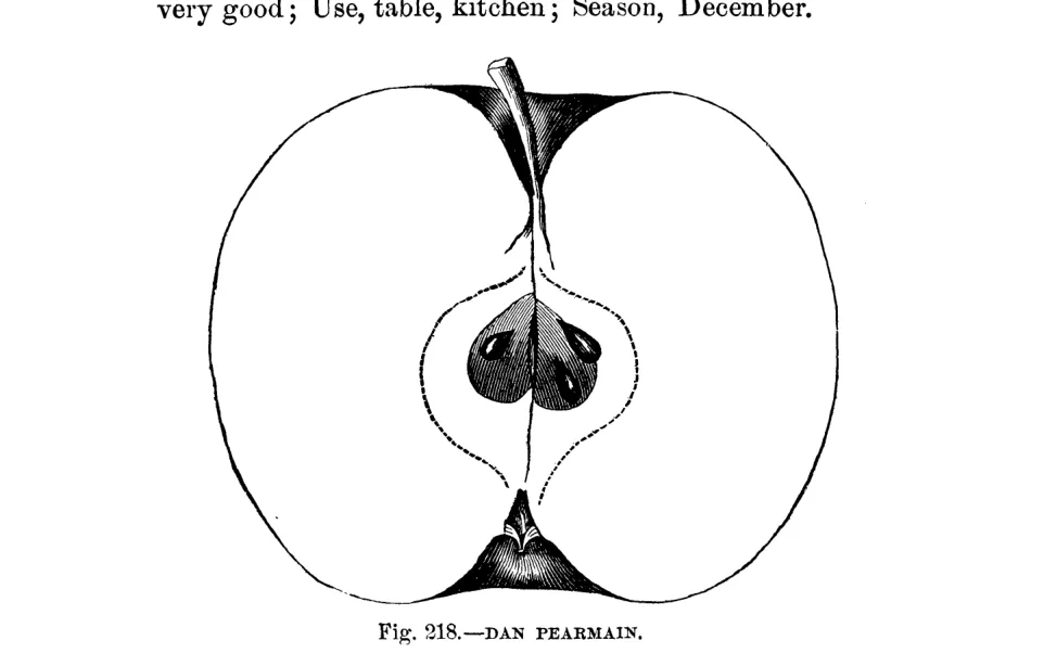 Illustration of Dan Pearmain