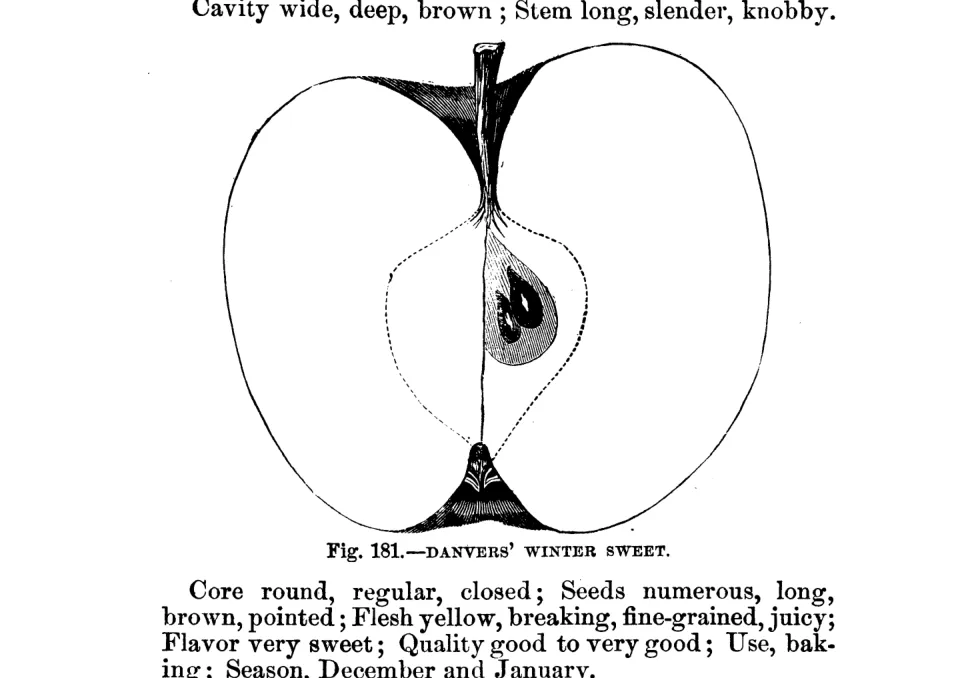 Illustration from Warder, American Pomology: Apples (1867)