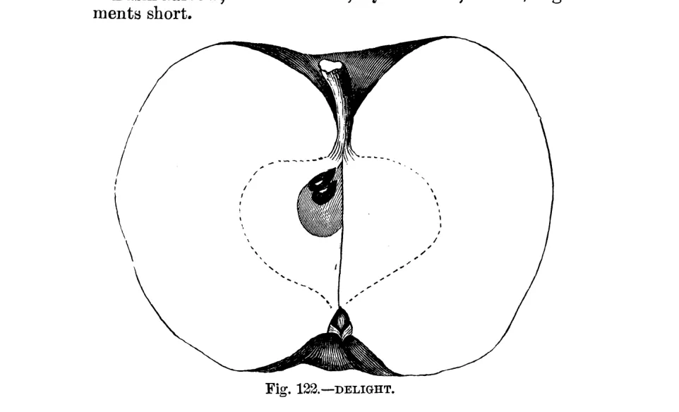 Illustration of Delight