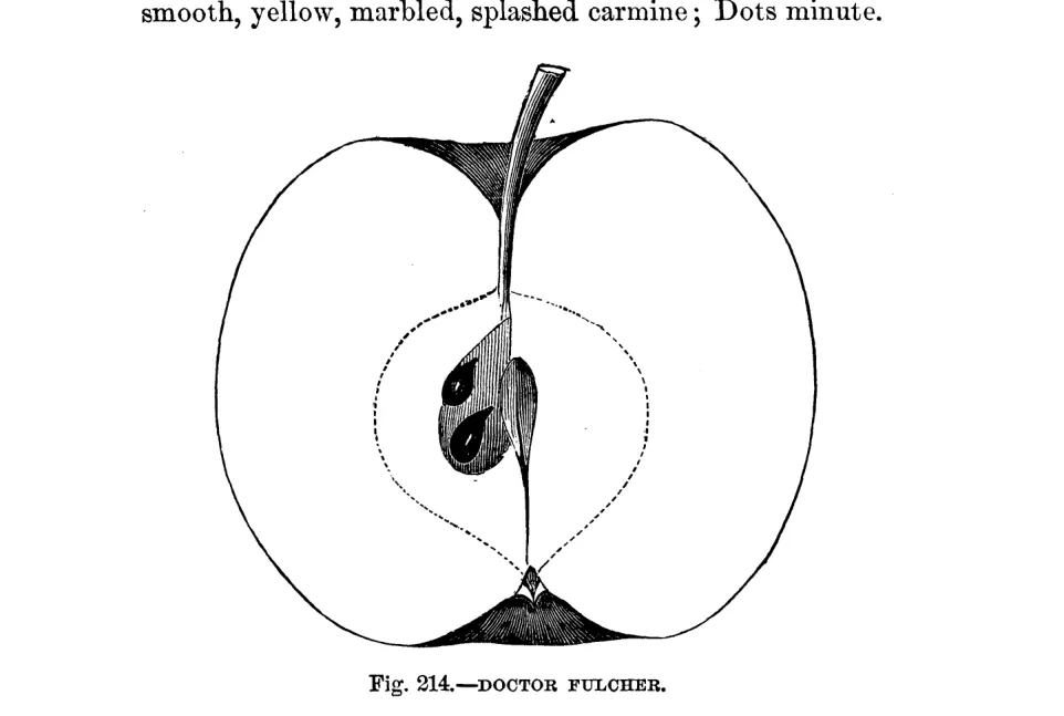Illustration from Warder, American Pomology: Apples (1867)