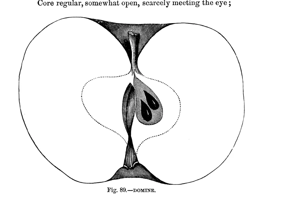 Illustration from Warder, American Pomology: Apples (1867)