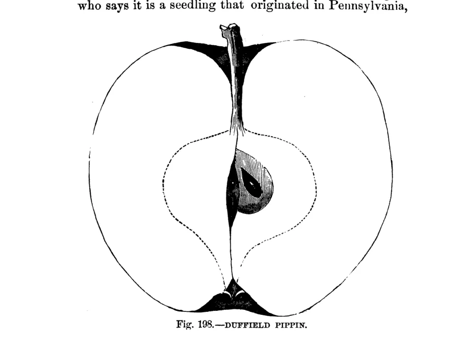 Illustration of Duffield Pippin