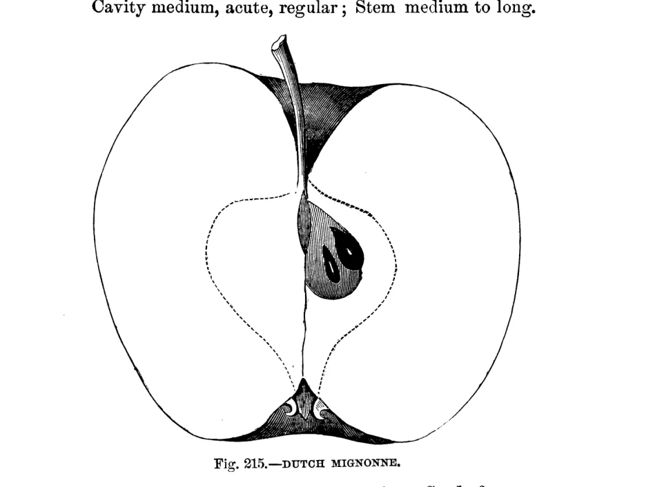 Illustration from Warder, American Pomology: Apples (1867)