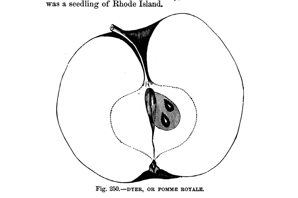 Illustration of Dyer