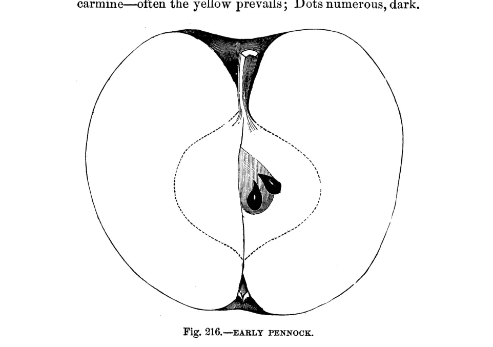 Illustration from Warder, American Pomology: Apples (1867)