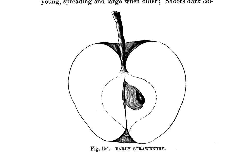 Illustration from Warder, American Pomology: Apples (1867)