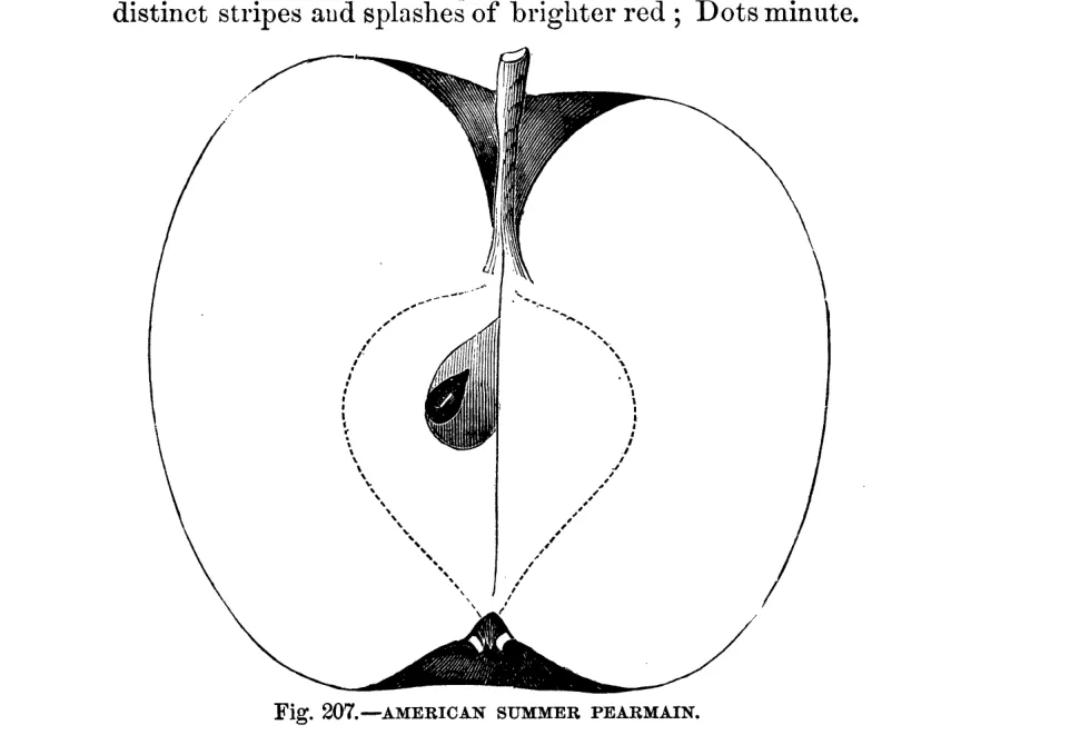 Illustration from Warder, American Pomology: Apples (1867)