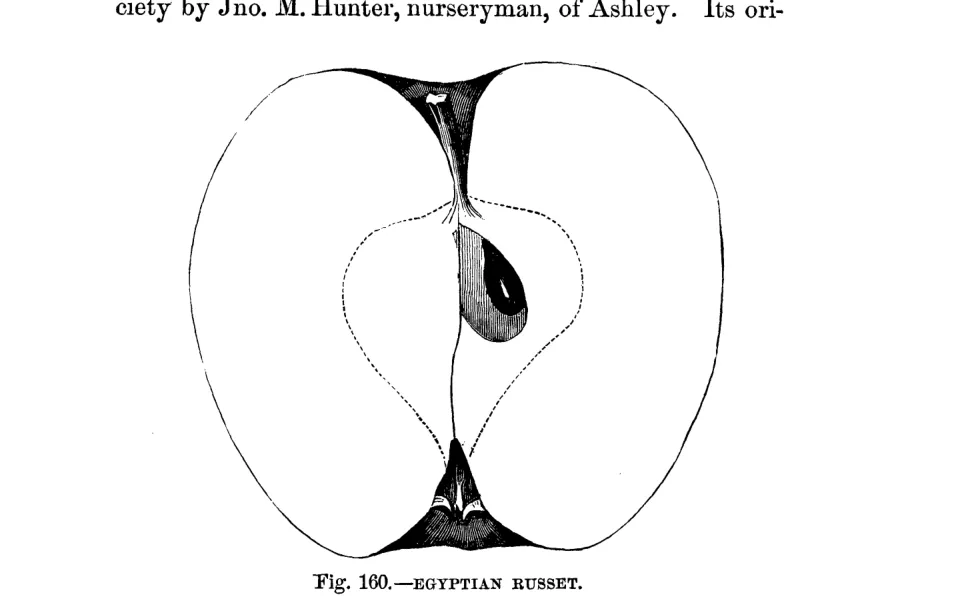 Illustration of Egyptian Russet