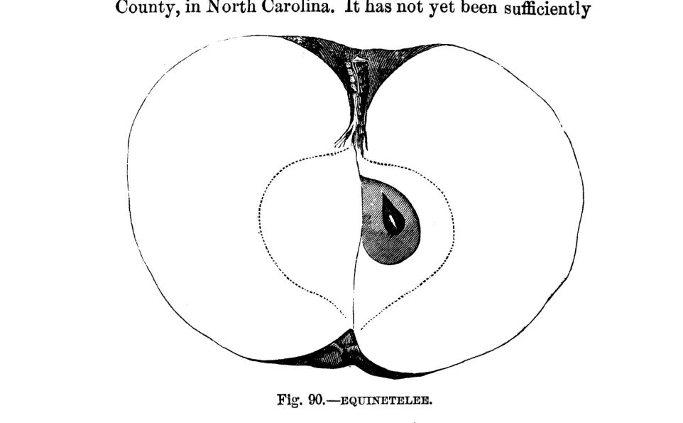 Illustration of Equinetelee