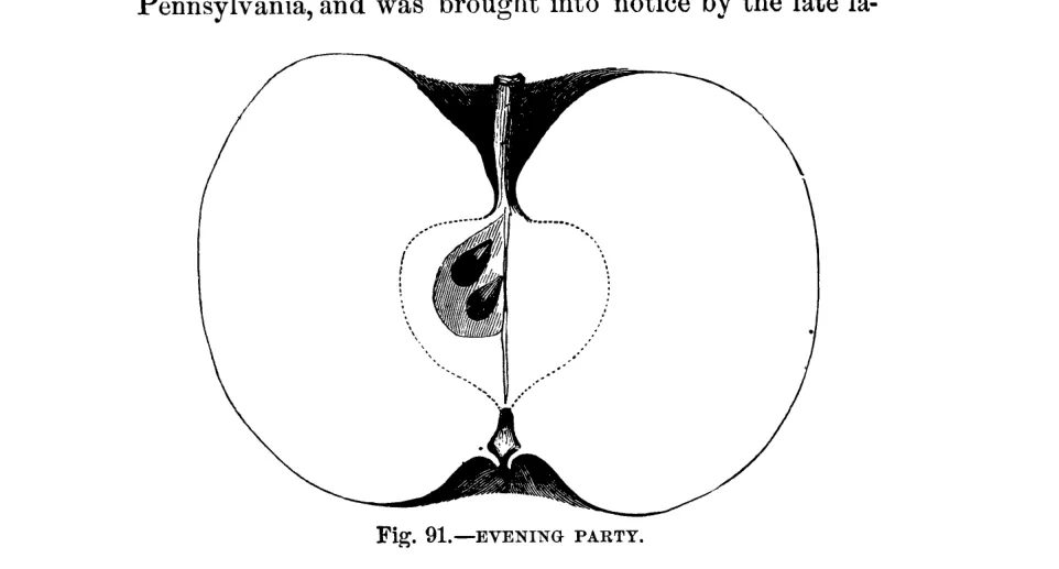 Illustration from Warder, American Pomology: Apples (1867)