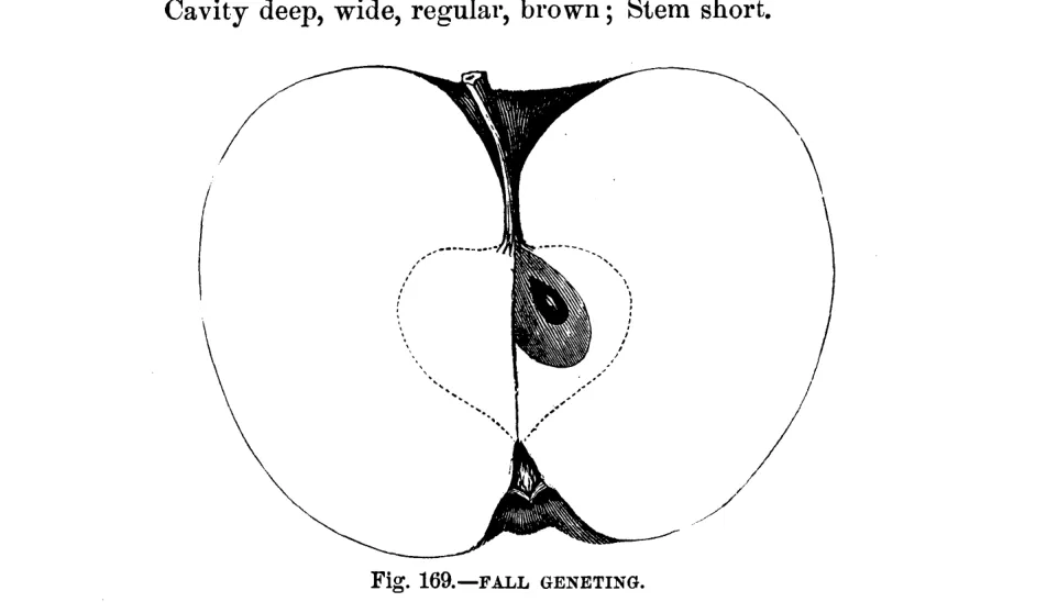 Illustration of Fall Jenneting