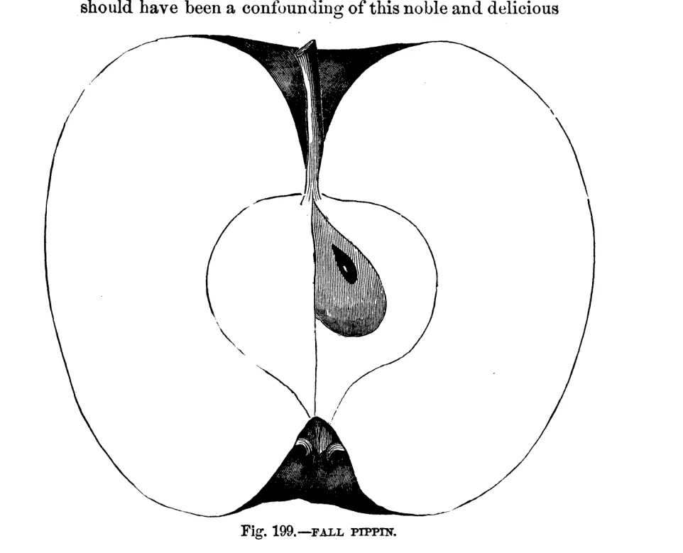 Illustration from Warder, American Pomology: Apples (1867)