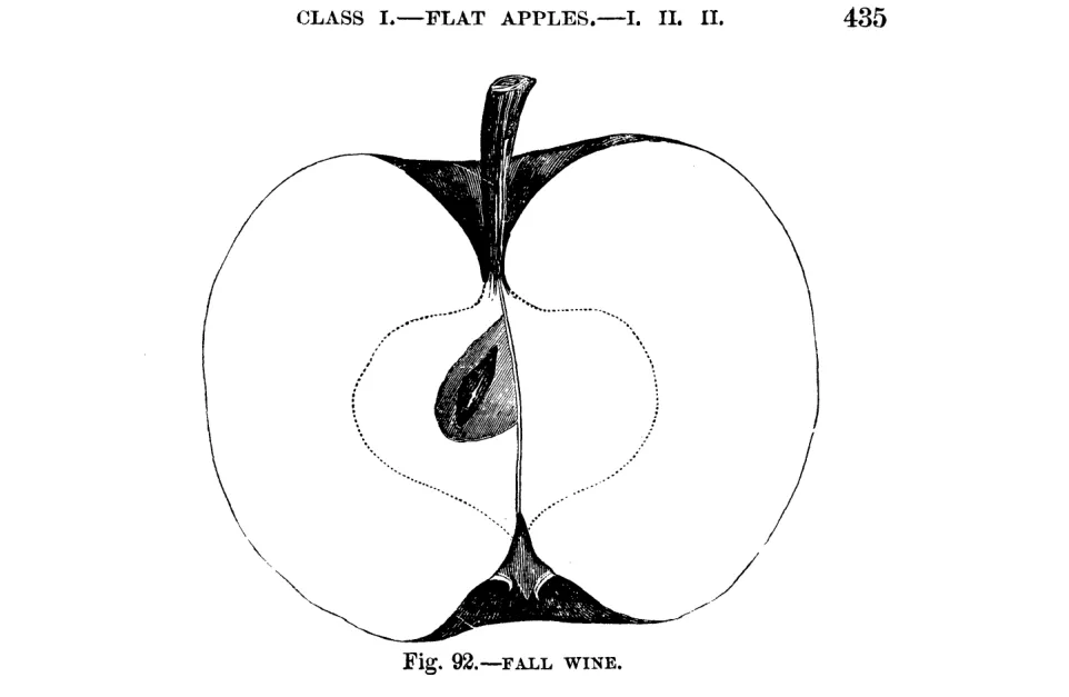Illustration from Warder, American Pomology: Apples (1867)