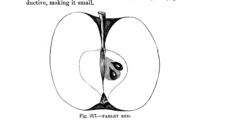 Illustration of Farley's Red