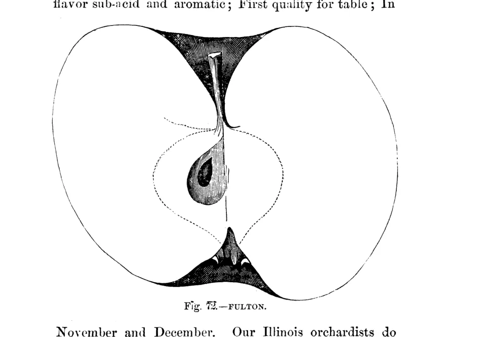 Illustration of Fulton