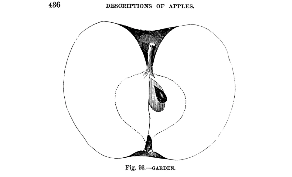 Illustration from Warder, American Pomology: Apples (1867)