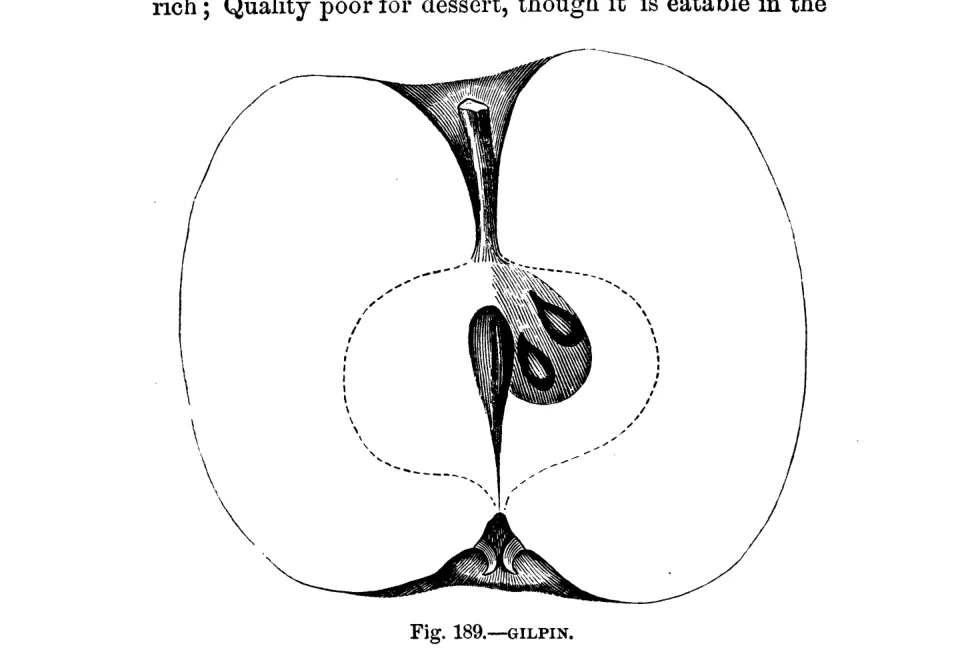 Illustration from Warder, American Pomology: Apples (1867)