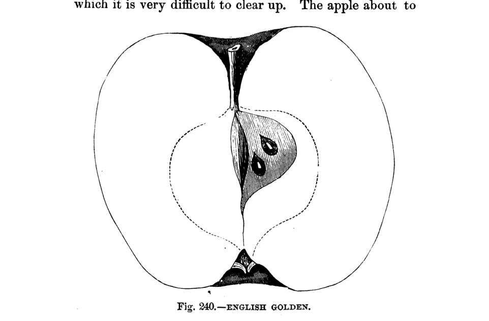 Illustration from Warder, American Pomology: Apples (1867)