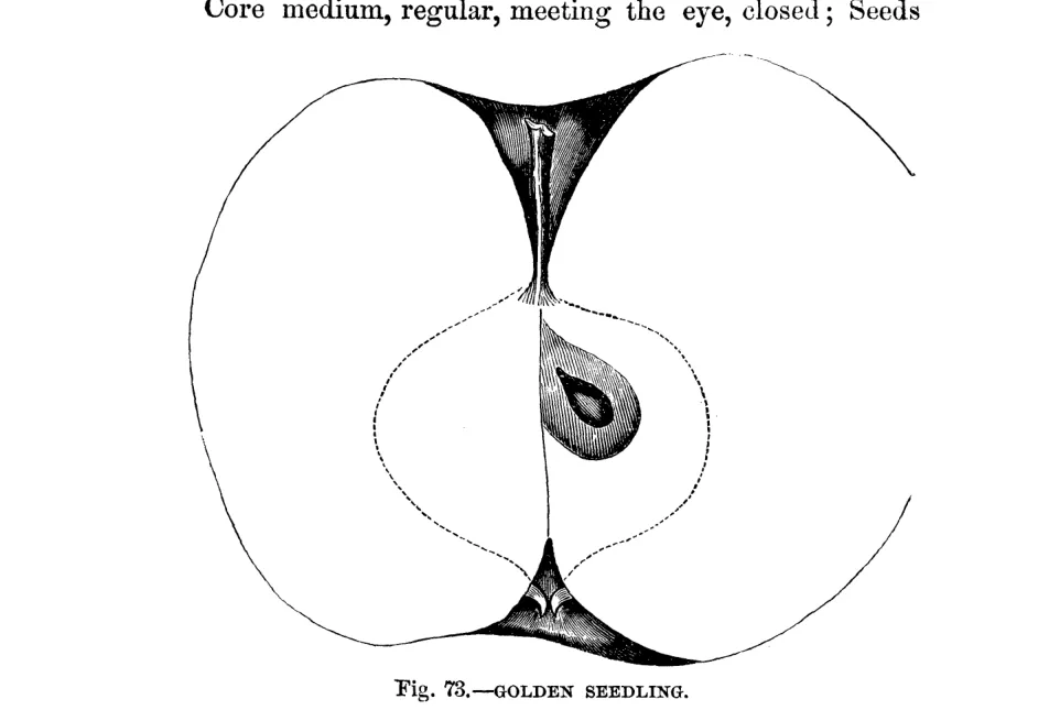 Illustration of Golden Seedling
