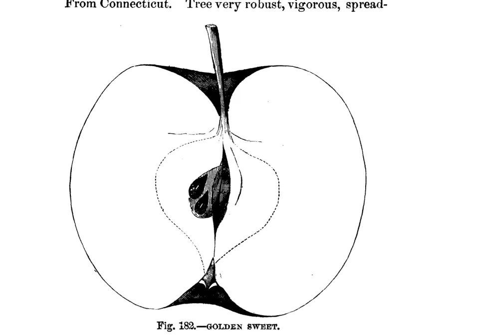 Illustration from Warder, American Pomology: Apples (1867)