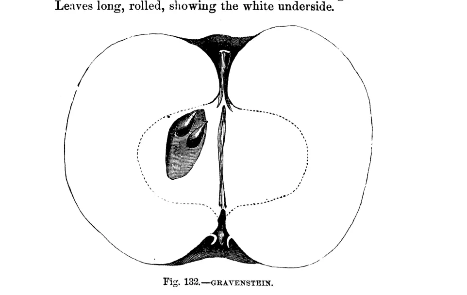 Illustration from Warder, American Pomology: Apples (1867)