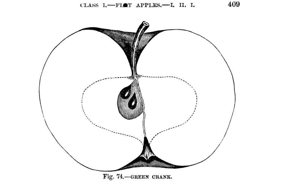 Illustration from Warder, American Pomology: Apples (1867)